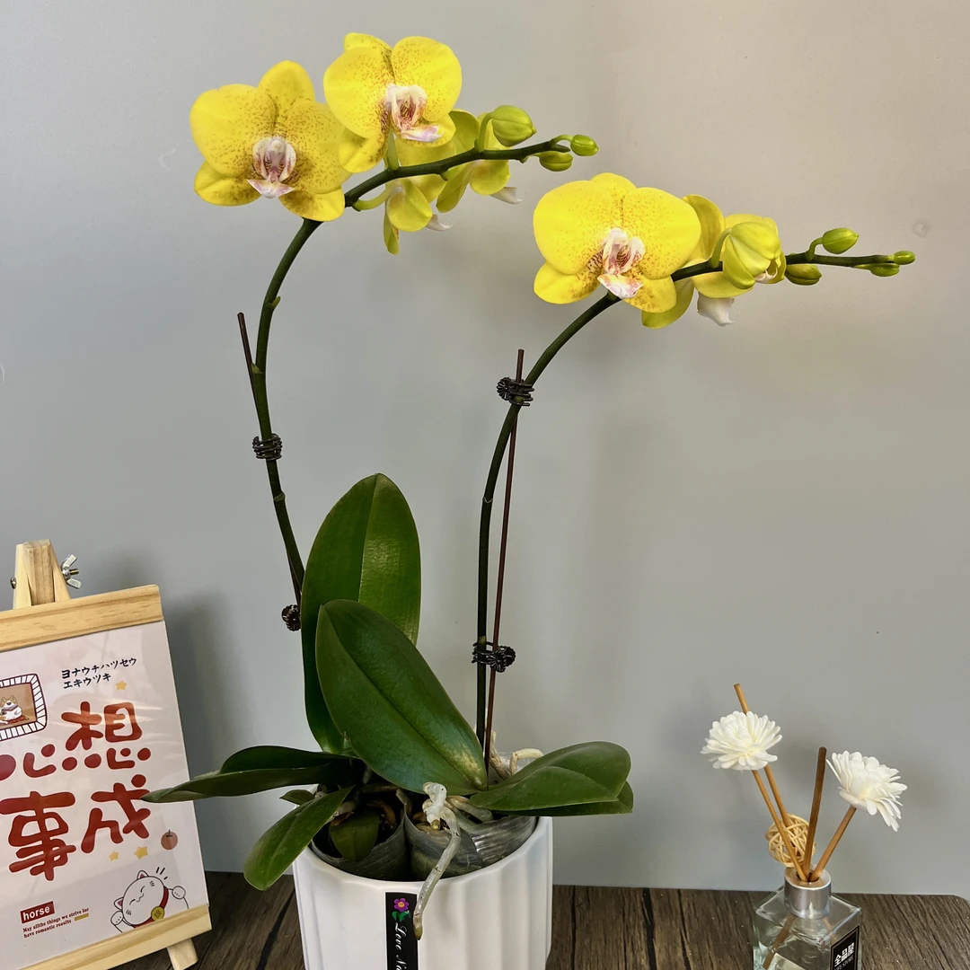 蝴蝶兰《香芒》高花箭优质叶片碧绿带花苞观花美观植物品牌