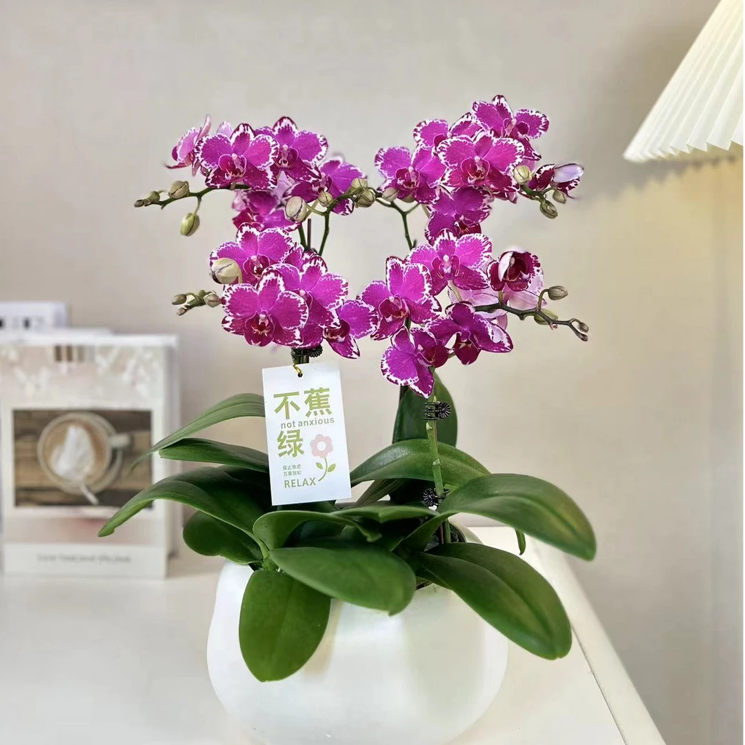 【红闪电】 闪边蝴蝶兰 高端花卉 稀有色系 小众品种 室内礼品花