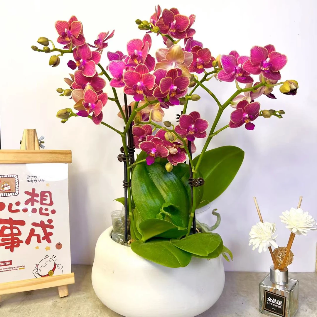 蝴蝶兰【金边玲珑】蜡质花高档室内鲜花盆栽基地桌面花卉美观成活率