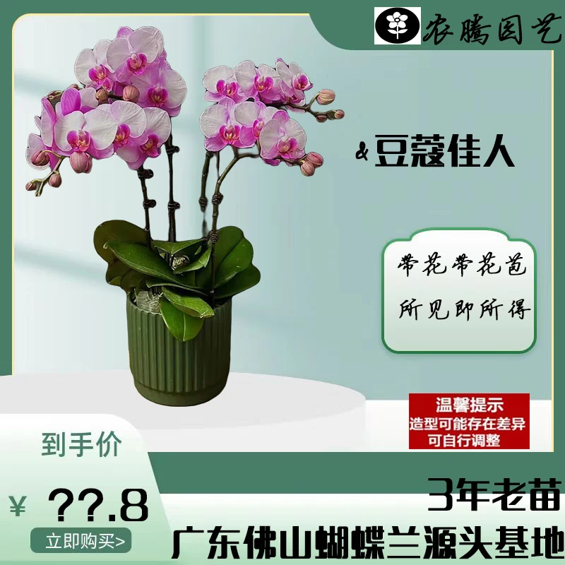 蝴蝶兰《豆蔻佳人》高档花色娇艳叶片碧绿基地直发桌面花卉大花型