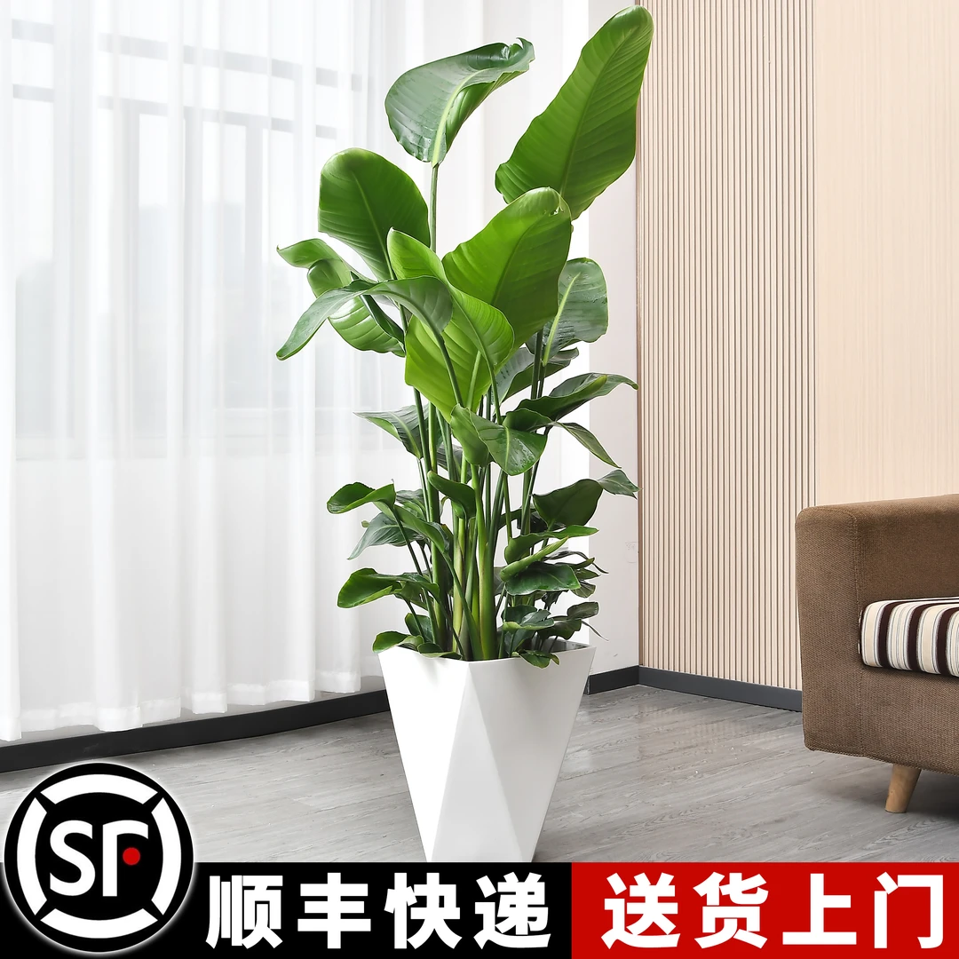 天堂鸟室内盆栽大型客厅绿植花卉大叶植物办公室好养活四季鹤望兰