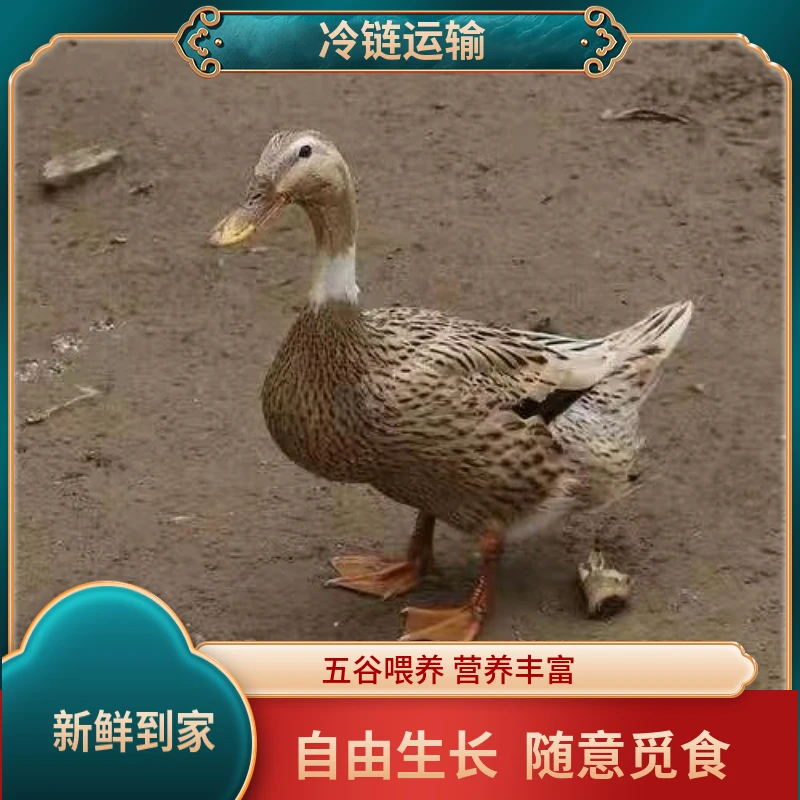 【燕子家】水库散养土鸭 两只单只净重2斤以上