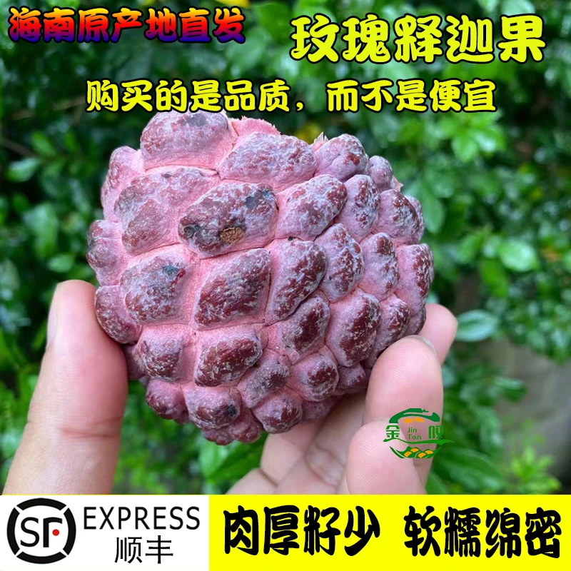 金叹海南玫瑰释迦果新鲜采摘粉凤梨稀有孕妇水果冰淇淋口感3/5斤