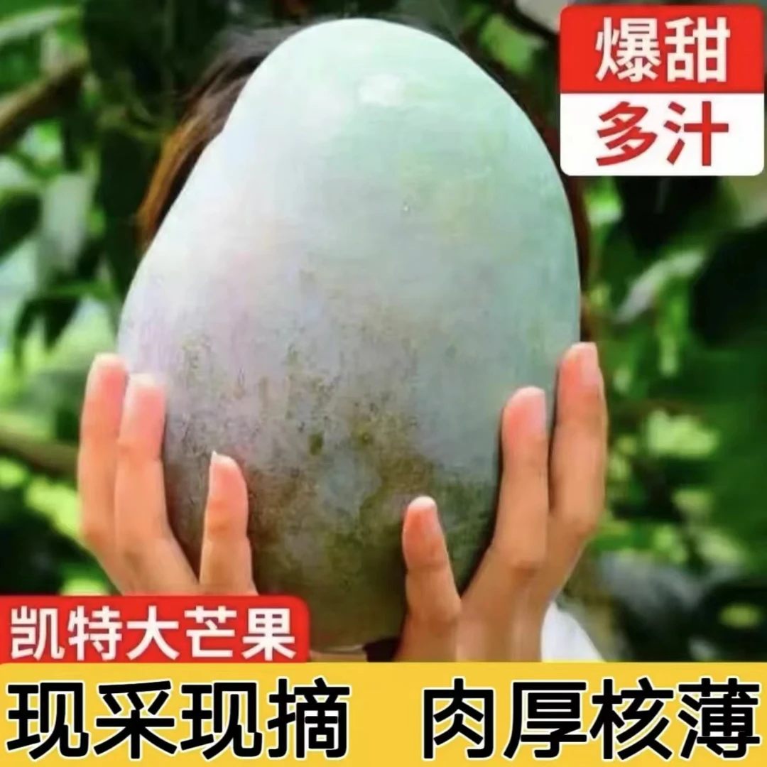 【当季水果】四川攀枝花凯特大芒果大脸芒新鲜采摘3斤香甜多汁