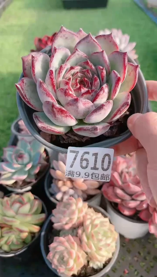 【闪购商品】信福多肉一物一拍