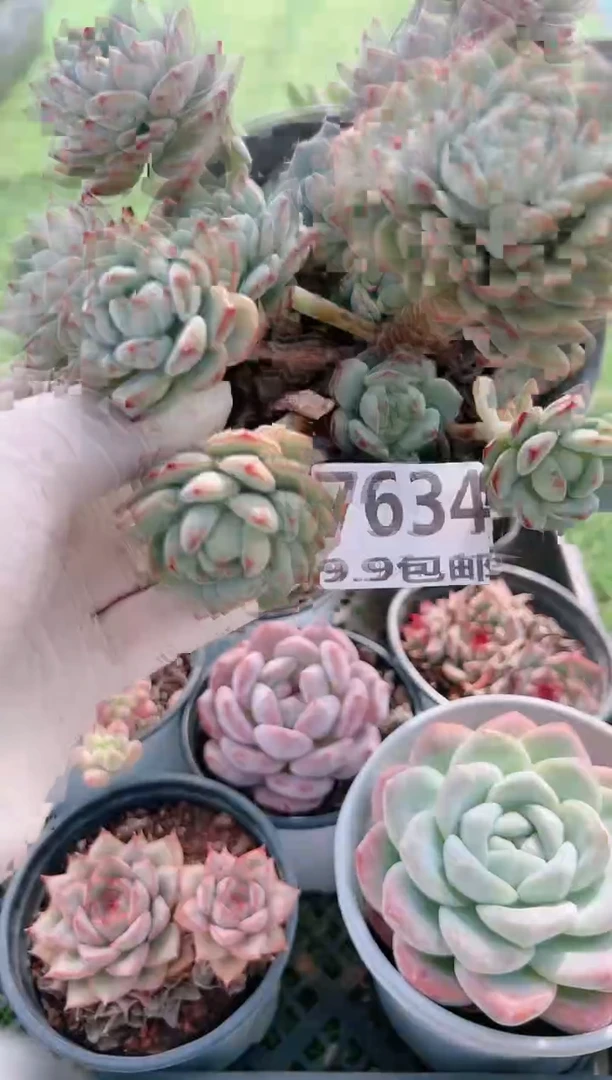 【闪购商品】信服多肉一物一拍