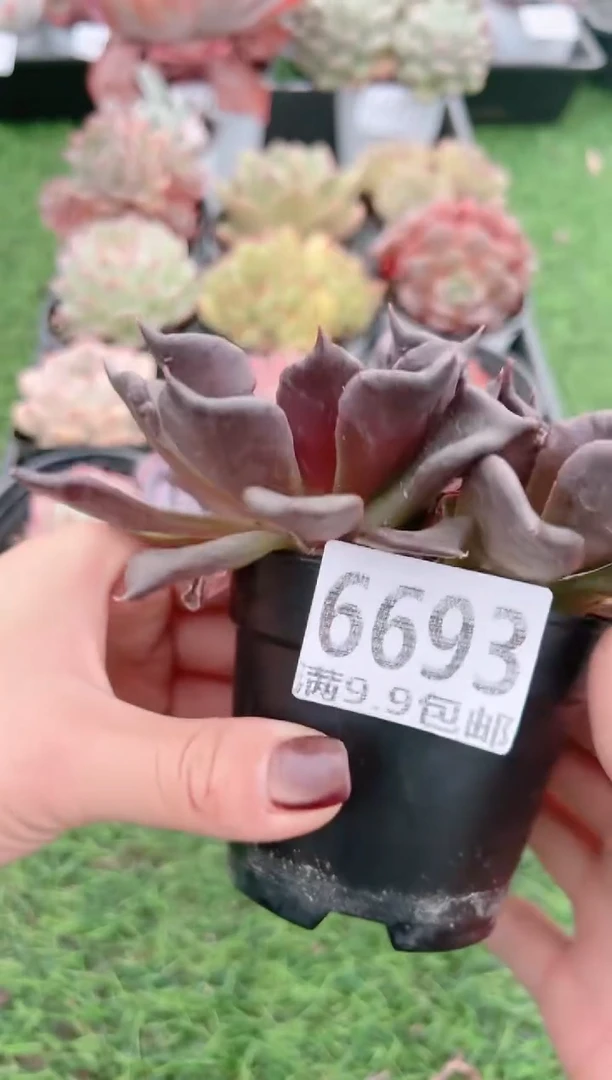 【闪购商品】信福多肉一物一拍