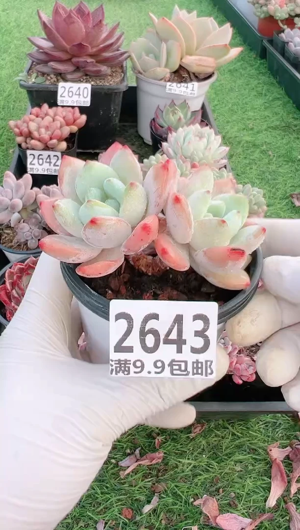 【闪购商品】信福多肉一物一拍