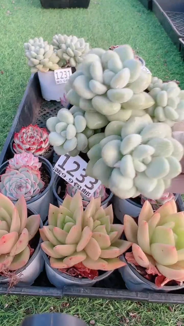 【闪购商品】信福多肉一物一拍