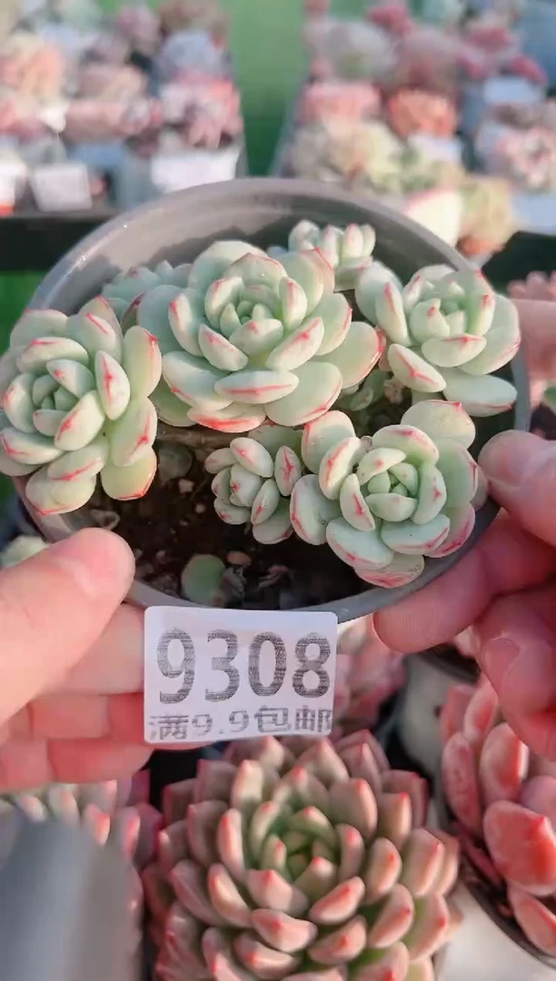 【闪购商品】信福多肉一物一拍