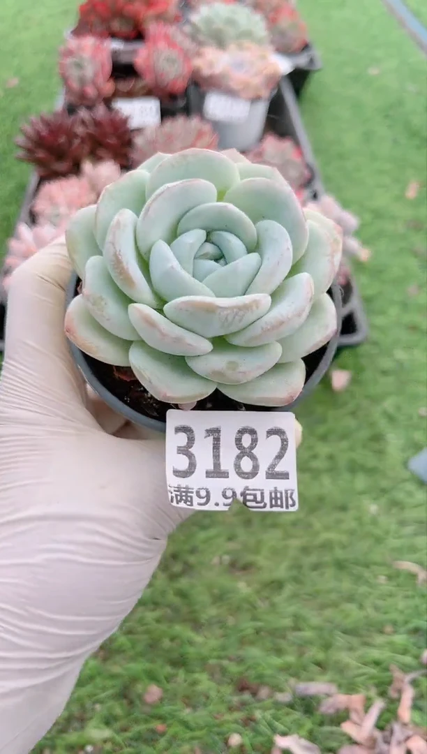 【闪购商品】信福多肉一物一拍