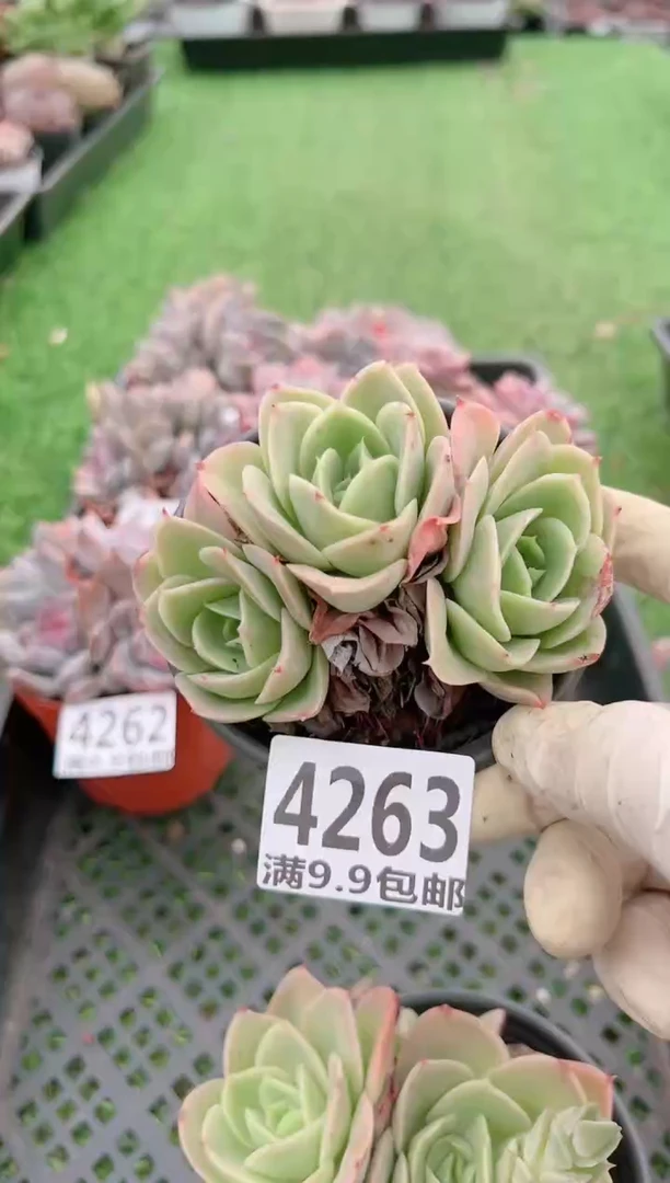 【闪购商品】信福多肉一物一拍