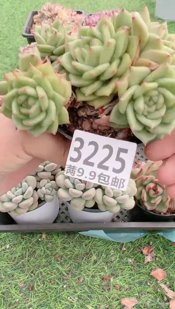 【闪购商品】信福多肉一物一拍