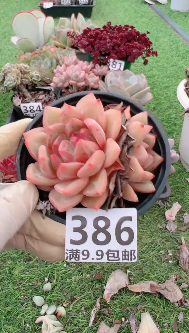 【闪购商品】信福多肉一物一拍