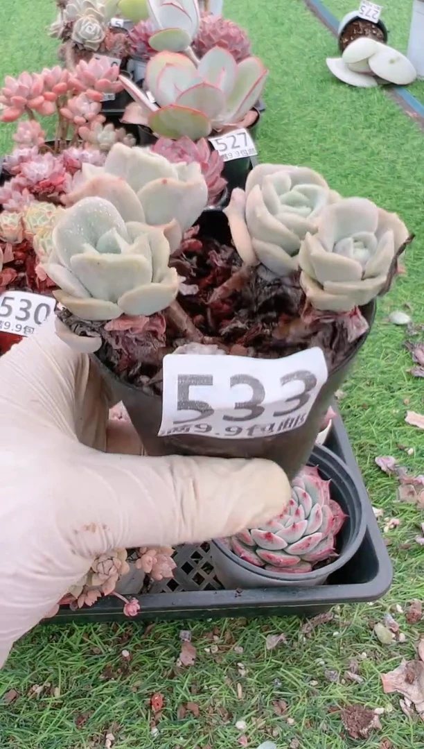 【闪购商品】信福多肉一物一拍