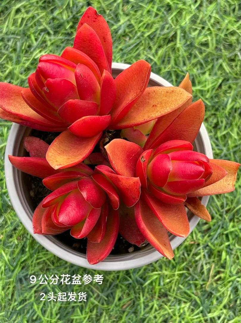 9#火祭 多肉植物
