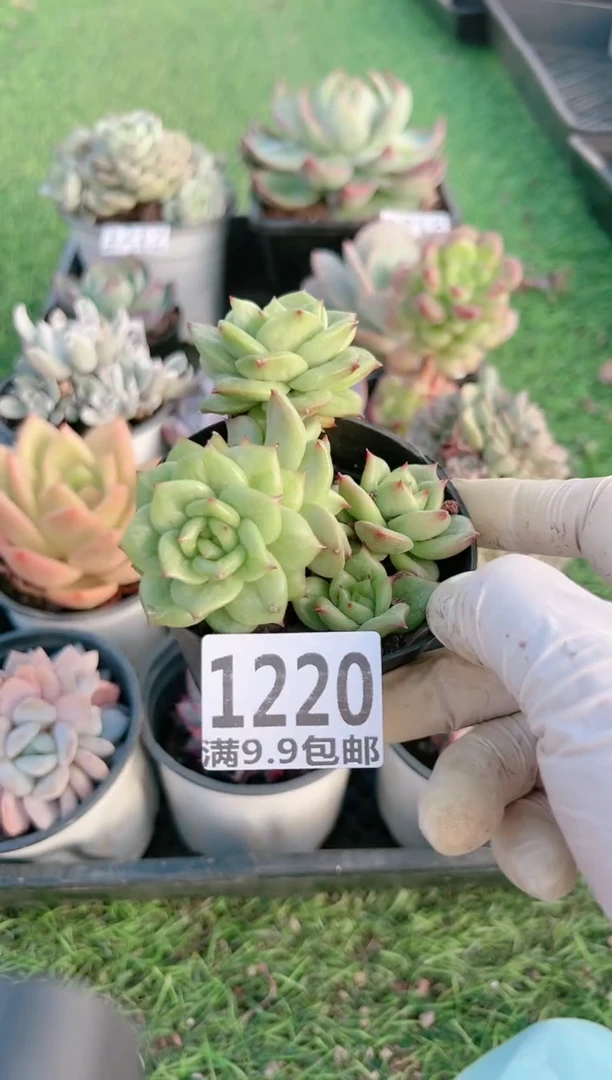 【闪购商品】信福多肉一物一拍