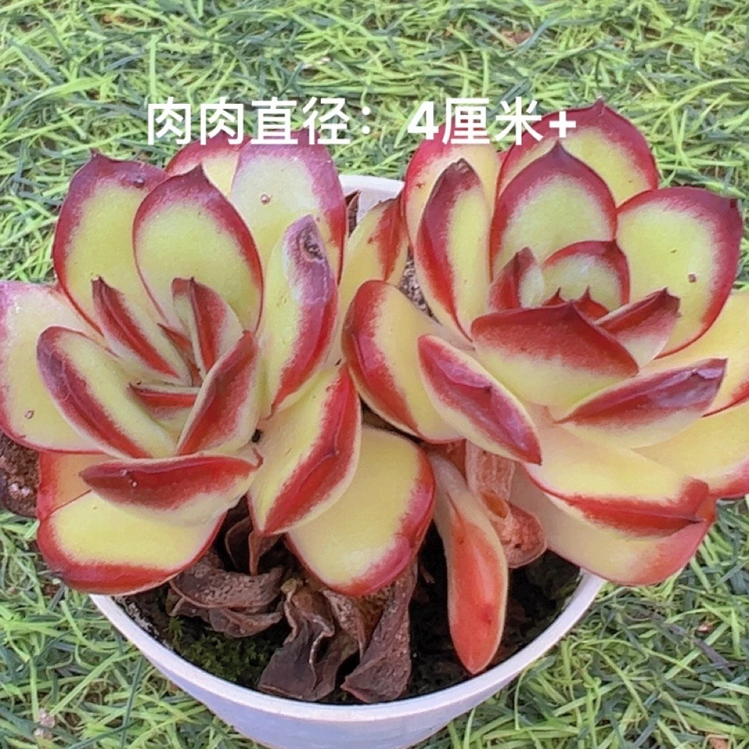 6#灵隐双头起 多肉植物
