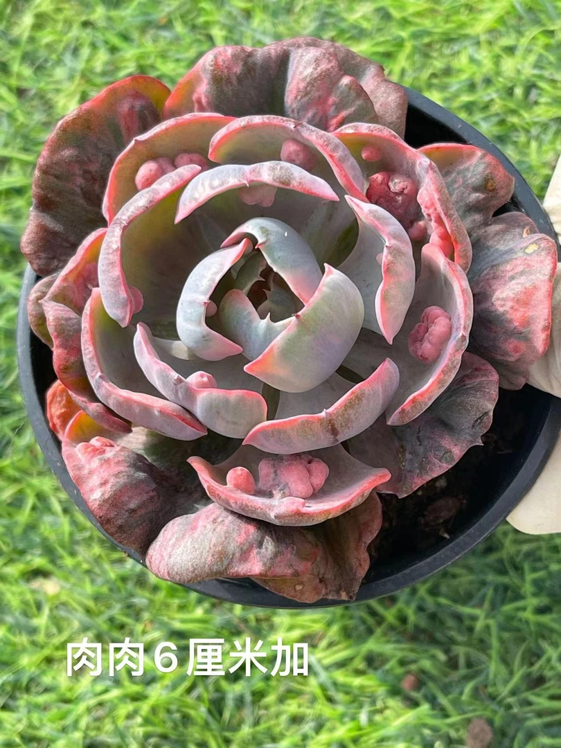 9#雨滴锦单头 多肉植物