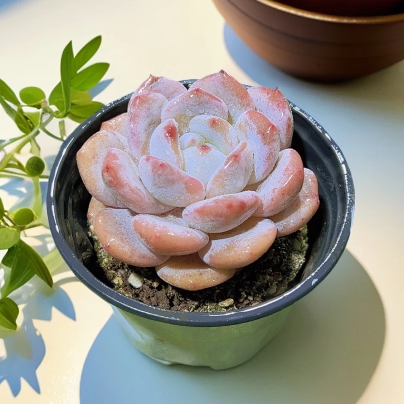 9#雪酥 多肉植物