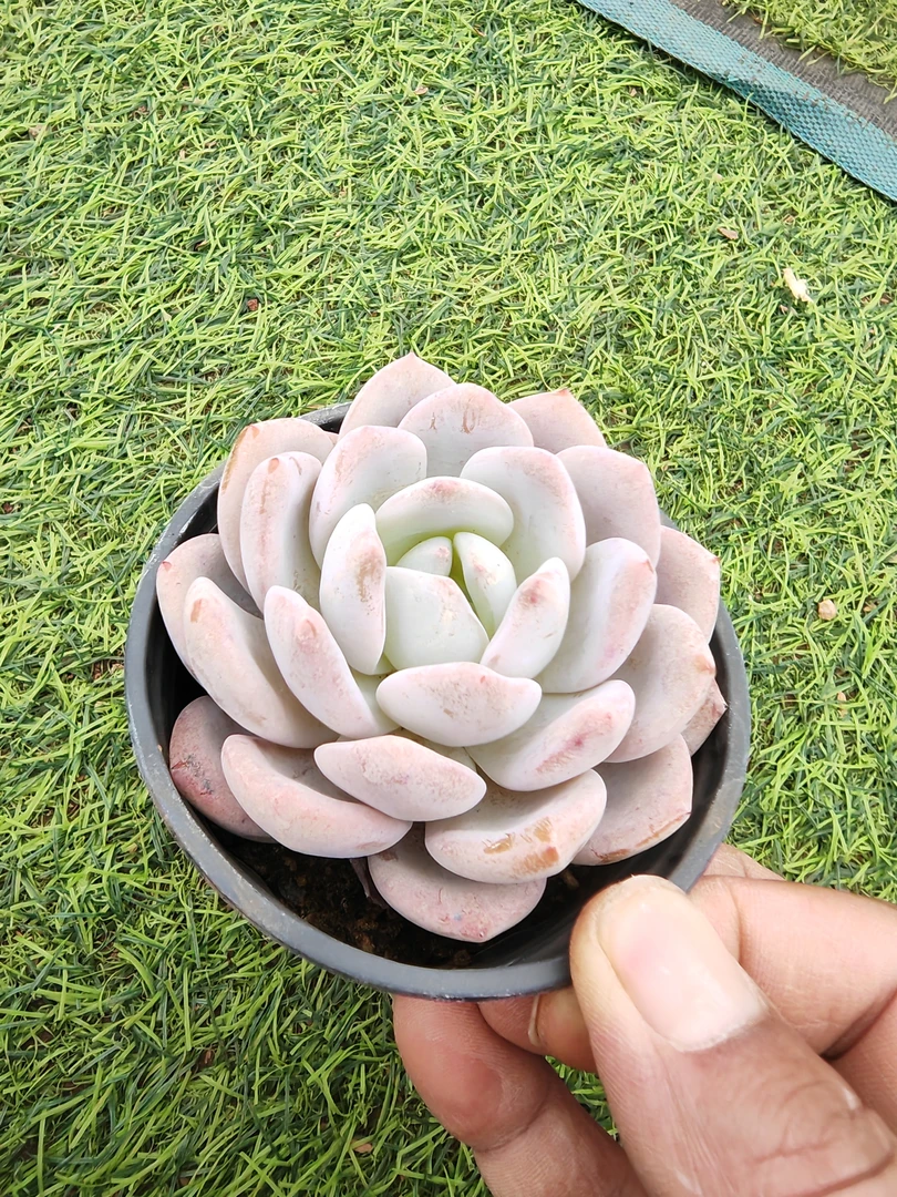 9#油漆桶 多肉植物