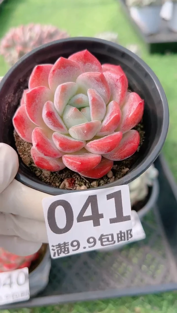 【闪购商品】信福多肉一物一拍