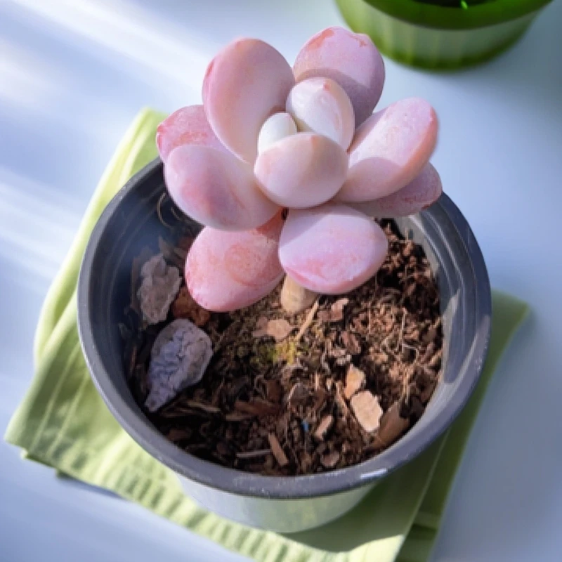 9#雪美人单头 多肉植物