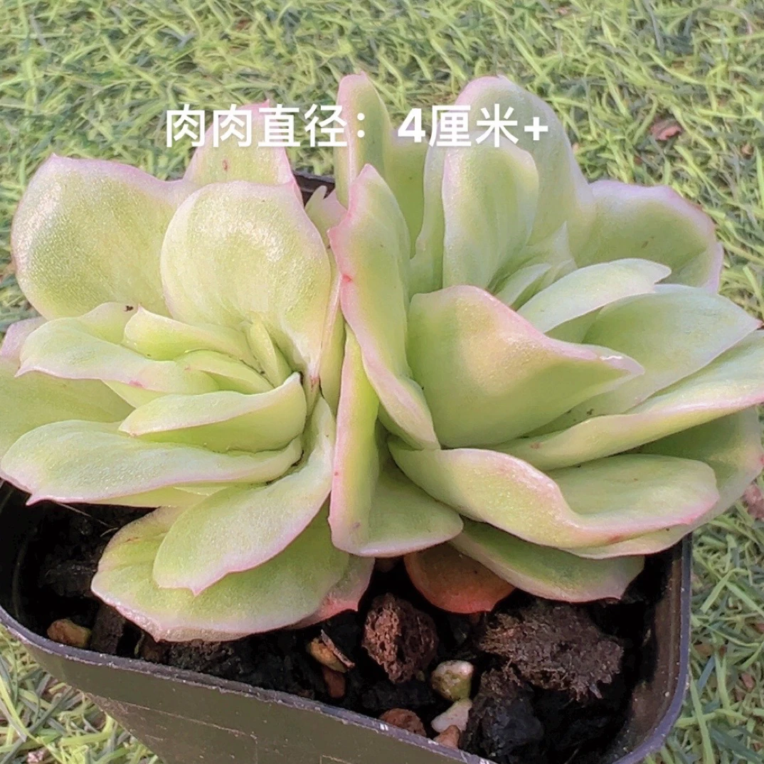 7#冰玫瑰锦双头起  多肉植物