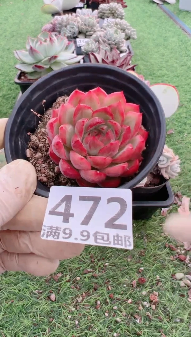 【闪购商品】信福多肉一物一拍