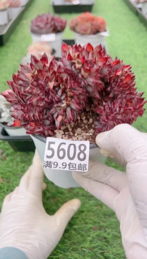 【闪购商品】信福多肉一物一拍