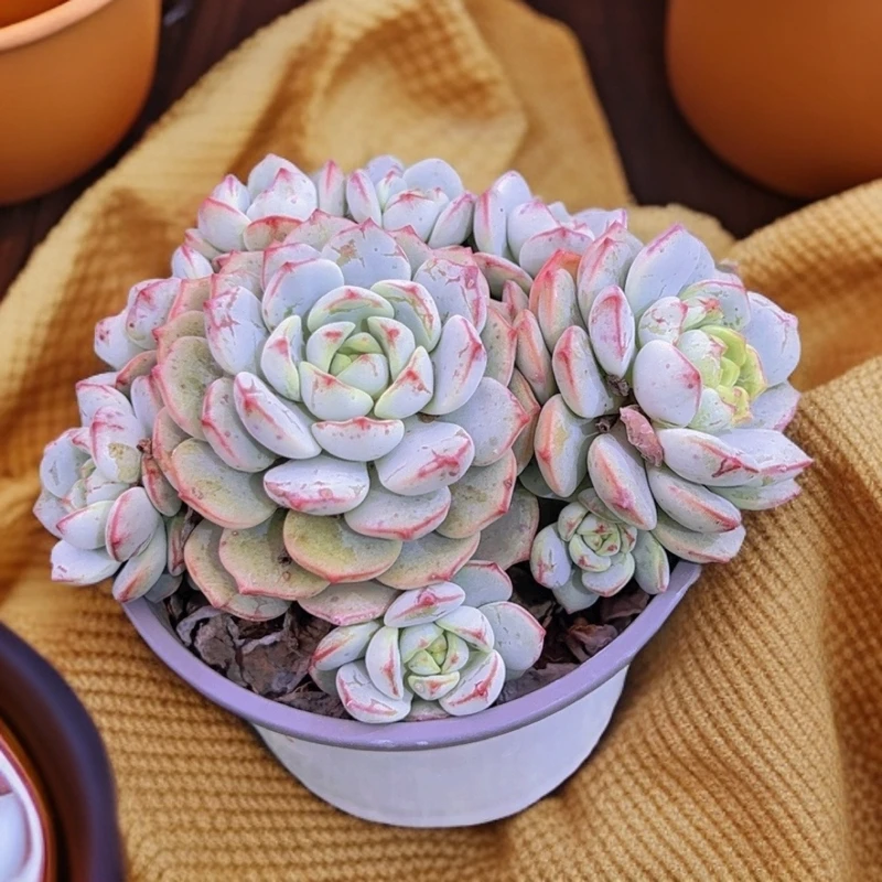 12#香草群 多肉植物