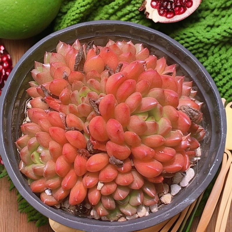 9#红石榴  多肉植物
