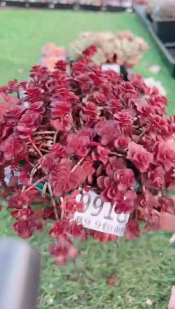 【闪购商品】信福多肉一物一拍