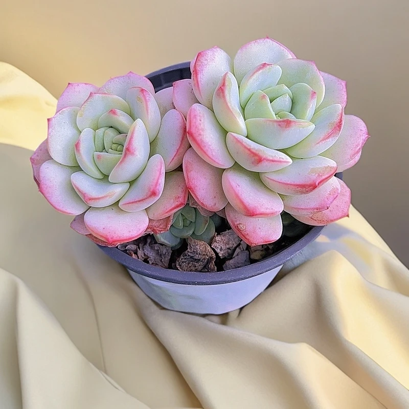 9#粉香草双头 多肉植物