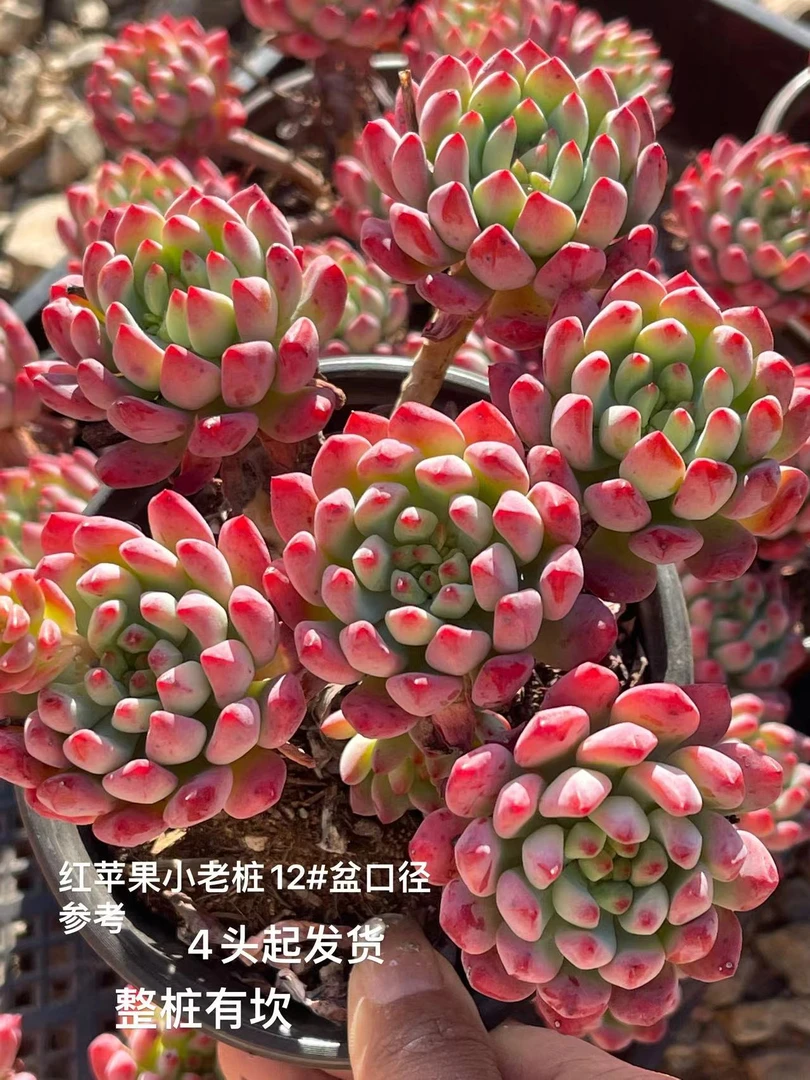 12#蓝精灵 多肉植物