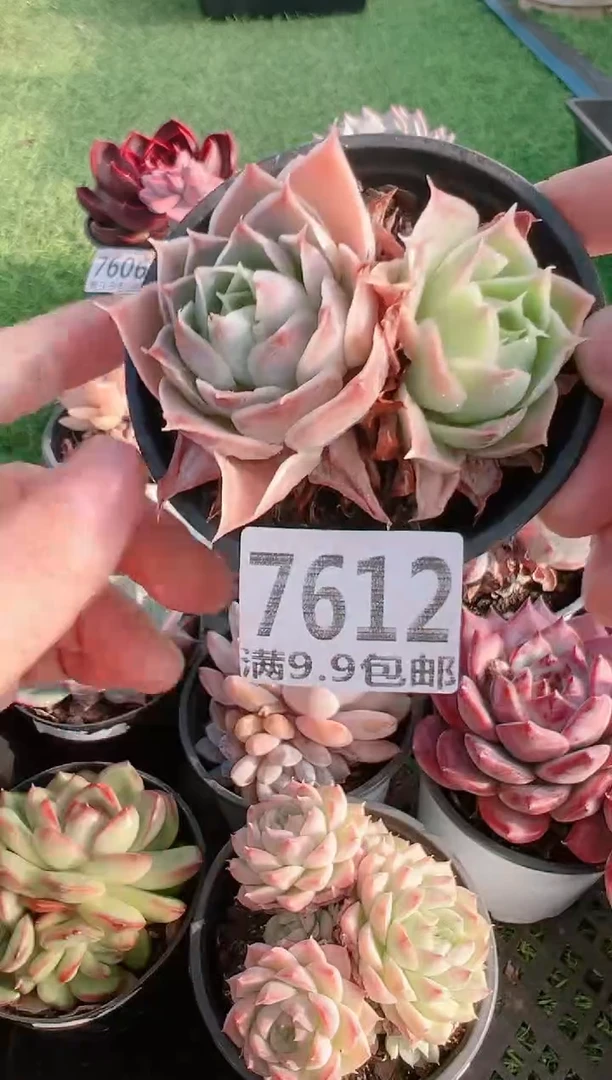 【闪购商品】信福多肉一物一拍