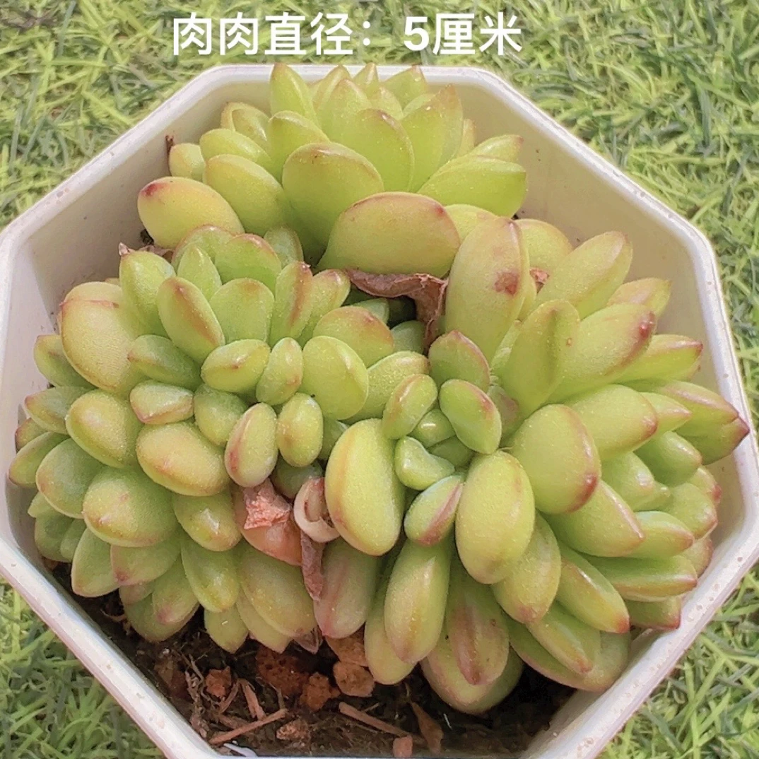 （7#亚当） 多肉植物