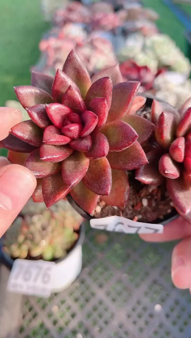 【闪购商品】信福多肉一物一拍