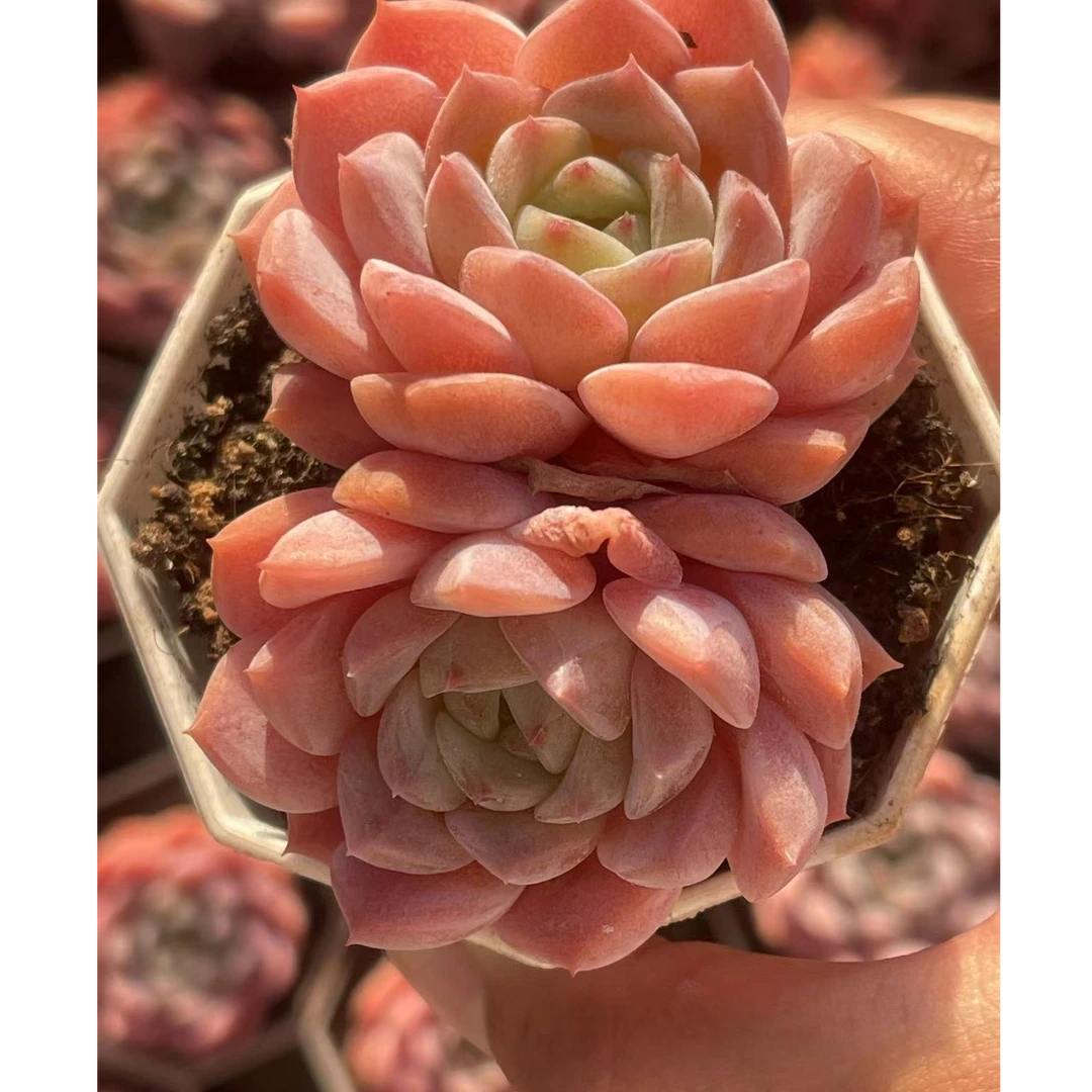 7#草莓果酱双头 多肉植物