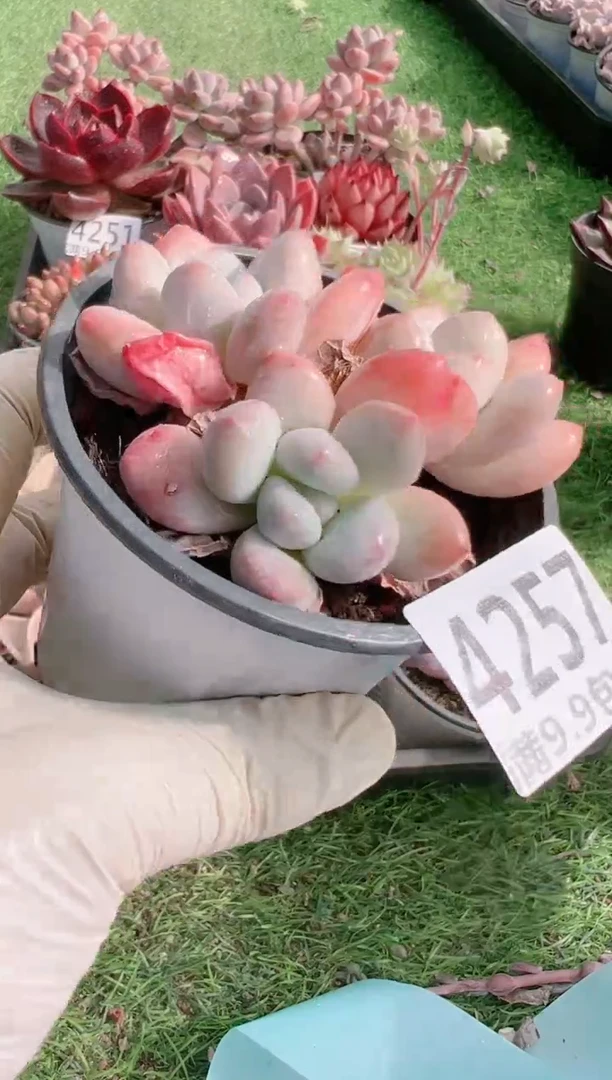 【闪购商品】信福多肉一物一拍