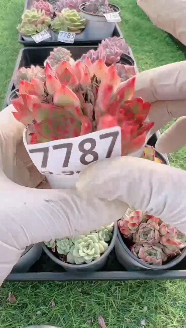 【闪购商品】信服多肉一物一拍