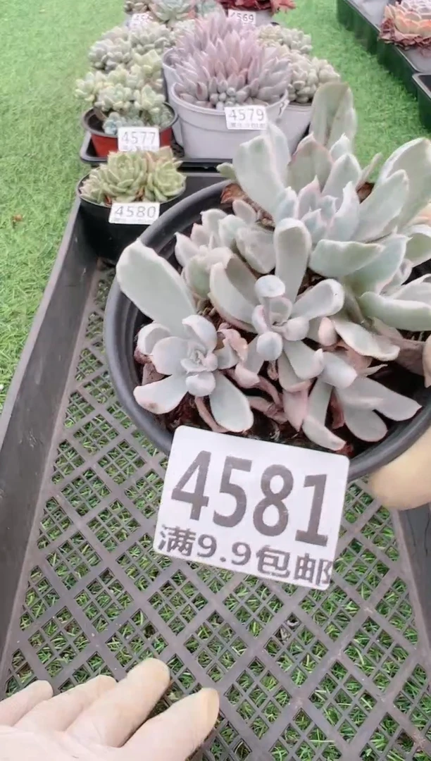 【闪购商品】信福多肉一物一拍