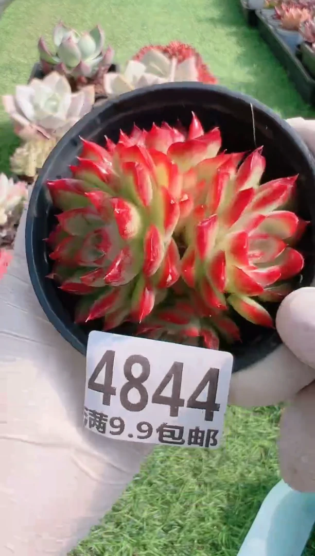 【闪购商品】信福多肉一物一拍