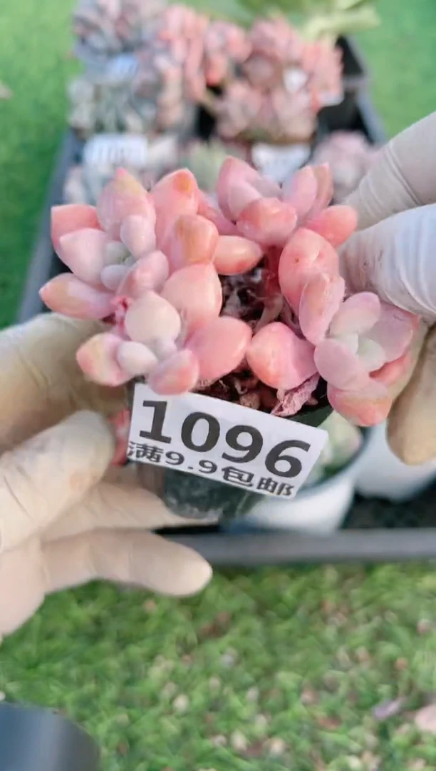 【闪购商品】信福多肉一物一拍