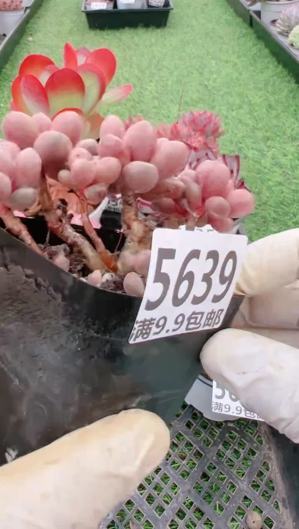 【闪购商品】信福多肉一物一拍