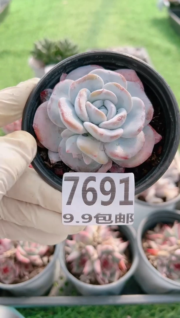 【闪购商品】信服多肉一物一拍