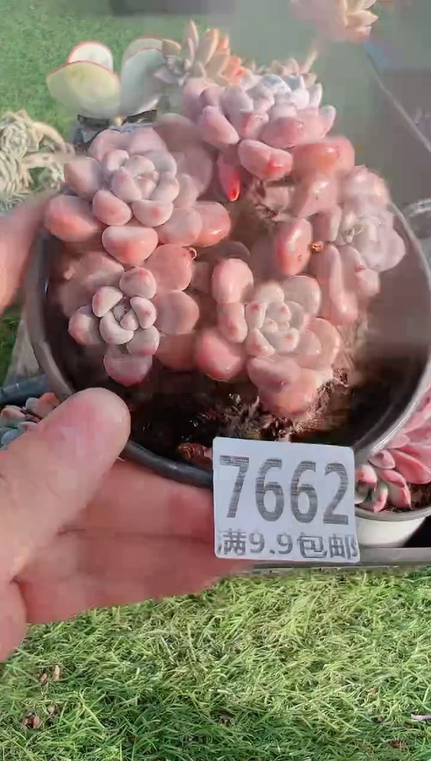 【闪购商品】信福多肉一物一拍