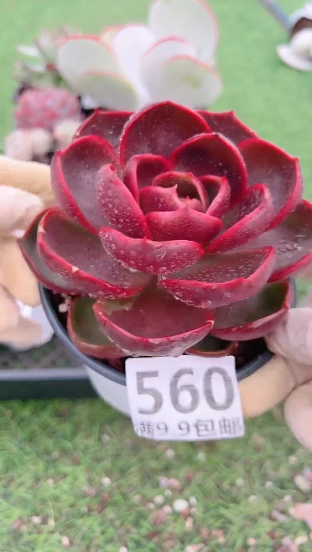 【闪购商品】信福多肉一物一拍