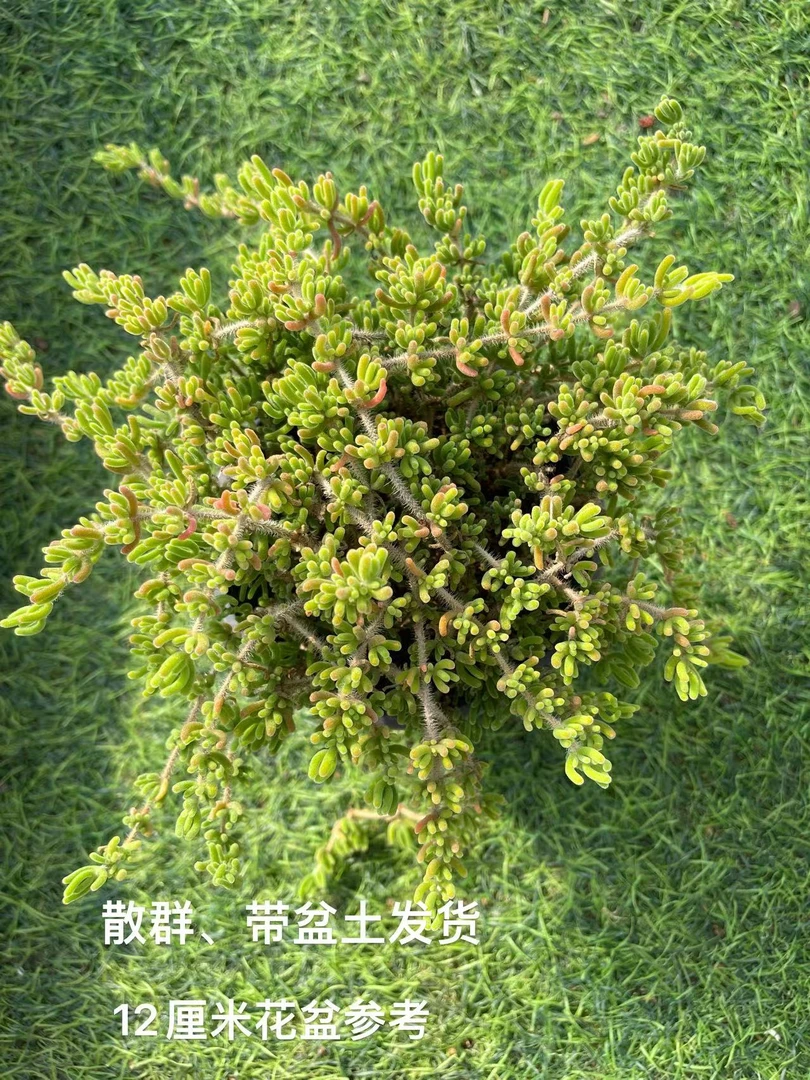 12#枝干番杏荧光兔耳 多肉植物