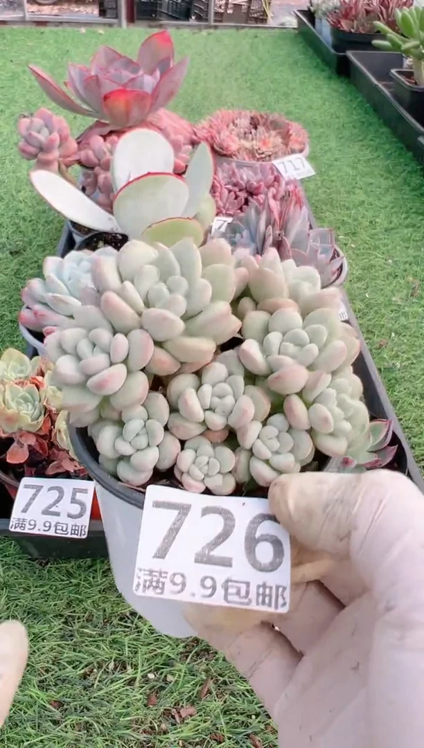【闪购商品】信福多肉一物一拍